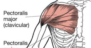 how to build chest muscles - chest exercise