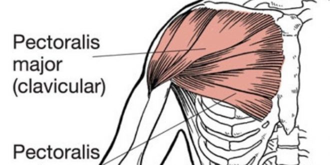 how to build chest muscles - chest exercise