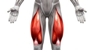 Quad muscles
