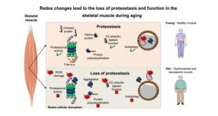 Protein to reverse muscle again one study show