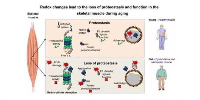 Protein to reverse muscle again one study show