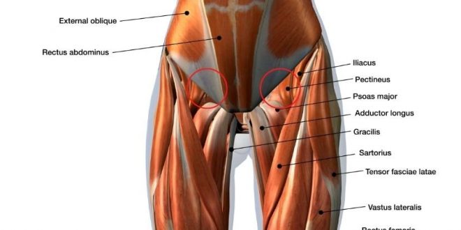 Hips and hamstring stretches