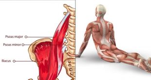 Psoas muscle stretch