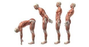 erector spinae exercises