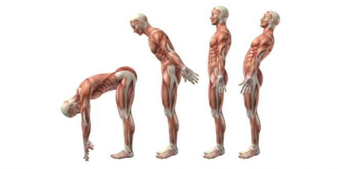 erector spinae exercises