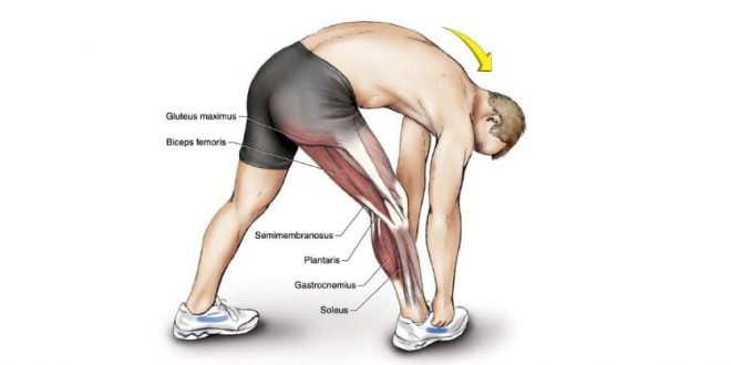 Best hamstring stretches
