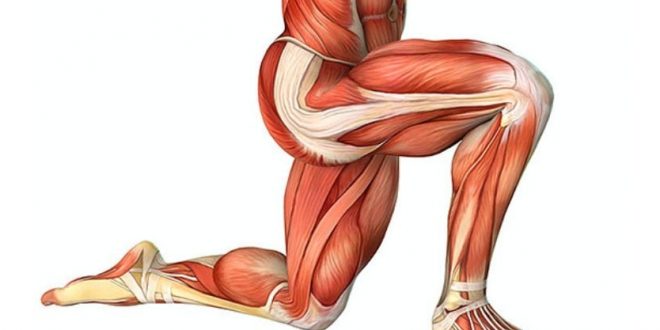 best 5 stretches for tight hips