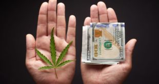 best marijuana stocks money